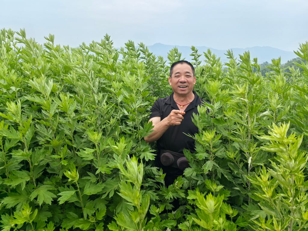 重庆垫江：变草为宝种出致富路(图1)