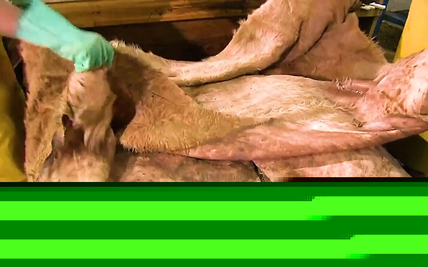 “老广交”深耕不辍“新面孔”首秀登场(图1)